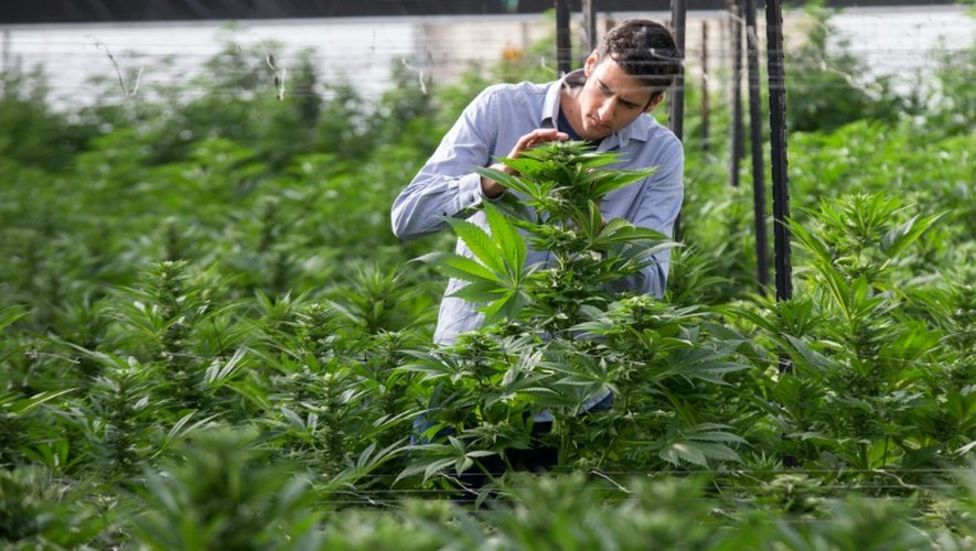 Un ingénieur agricole examine des plants de cannabis dans l'enceinte de B.O.L (Breath of Life, souffle de vie) Pharma près de Kfar Pines en Israël, le 9 mars 2016