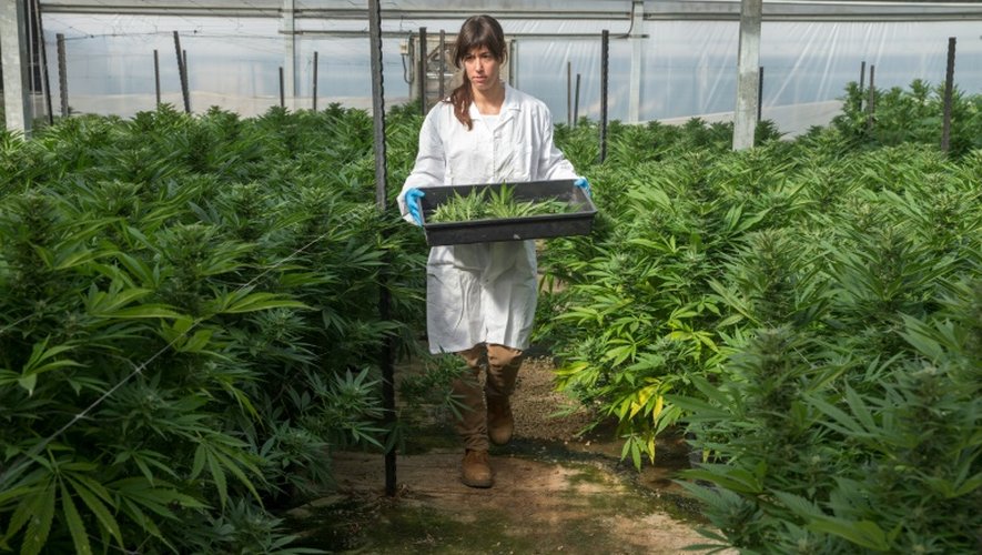Une serre de plants de cannabis dans l'enceinte de B.O.L (Breath of Life, souffle de vie) Pharma près de Kfar Pines en Israël, le 9 mars 2016