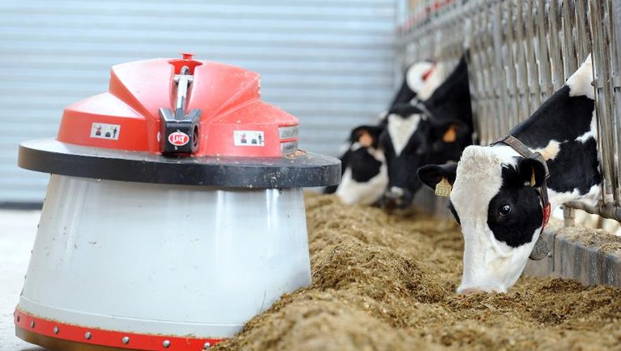 Un robot distribue automatiquement la nourriture toutes les deux heures aux vaches, à Val d'Izé, le 18 février 2014