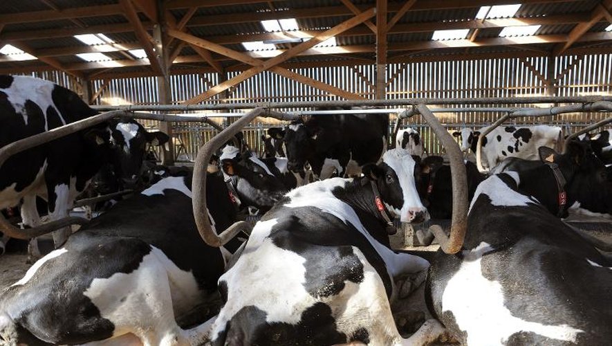 Des vaches se reposent sur leurs matelas dans une ferme du Val d'Izé le 18 février 2014