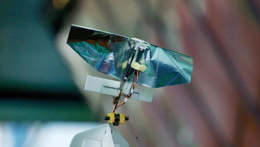 Le DelFly Explorer, sosie robotique d'une libellule avec une vision 3D, lors d'une démonstration l'université technique de Delft, le 29 janvier 2014 aux Pays-Bas