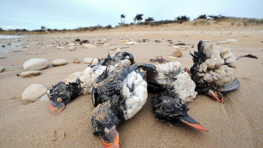 Des macareux morts échoués sur la plage de Sainte-Marie de Ré après les tempêtes le 10 février 2014