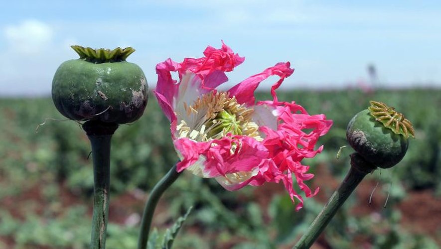 Fleur de pavot en Afghanistan
