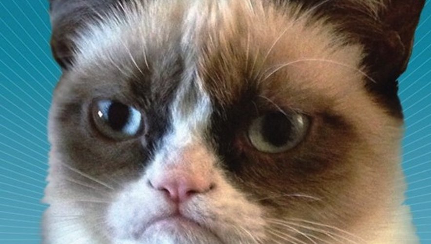 Grumpy Cat à Hollywood Tardar Sauce la star des Lolcat arrive au