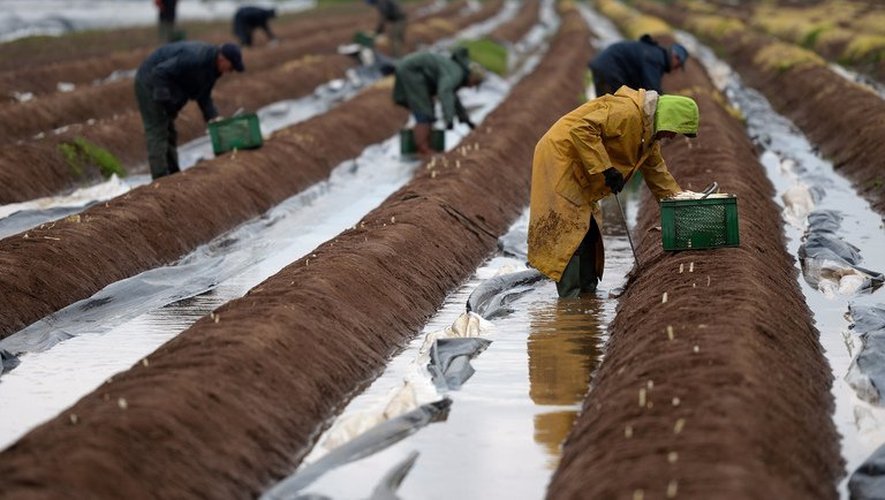 Des travailleurs saisonniers oeuvrent sous la pluie dans un champ à Hoerdt, dans l'est de la France, le 22 mai 2013