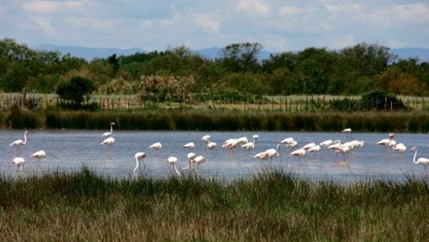 La petite Camargue, ses étangs, chevaux  et taureaux et l’emblématique flamant rose.