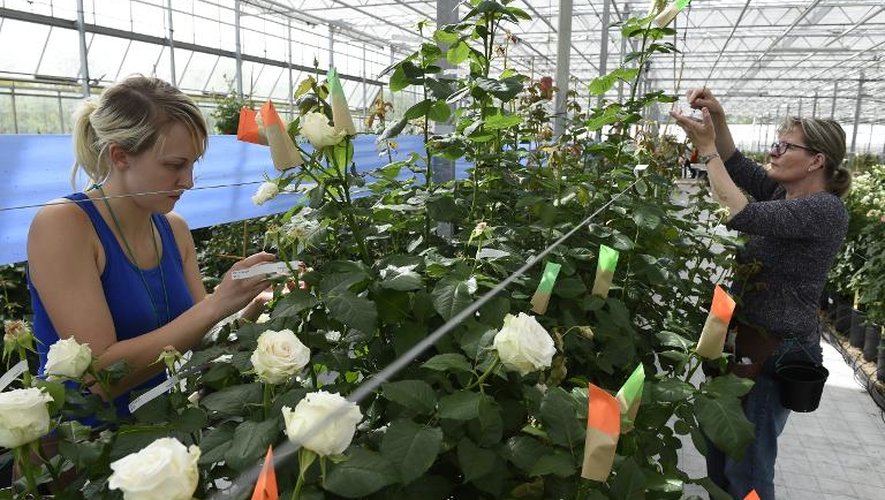Deux horticultrices travaillent à l'hybridation de roses, le 4 mai 2015 dans les serres du rosiériste Delbard, à Malicorne, en Auvergne