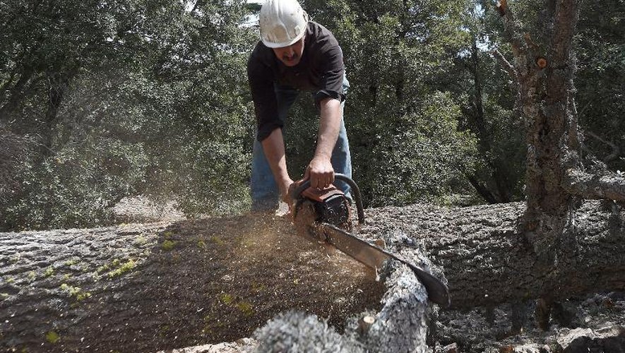 Un bûcheron coupe un cèdre dans une forêt de cèdres de 134.000 hectares, près de la ville d'Azrou au Maroc, le 24 avril 2015