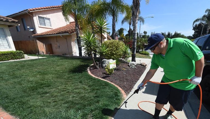 Un employé de l'entreprise californienne Lawnlift peint une pelouse en vert, le 12 mai 2015 à San Diego, en Californie aux Etats-Unis