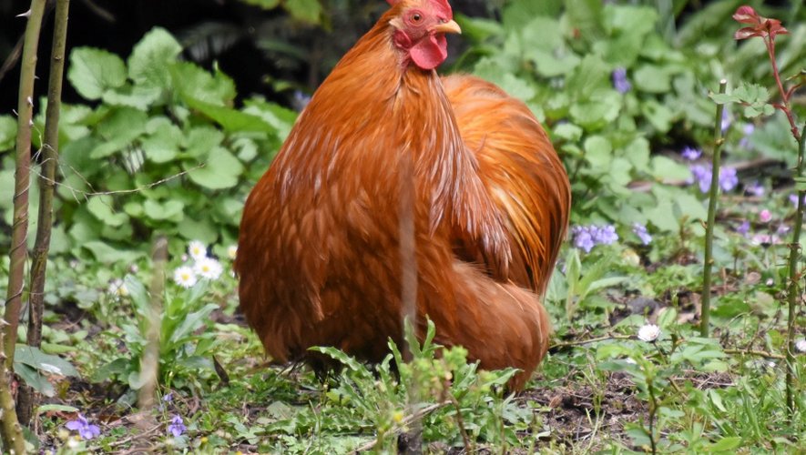 Les 100 premières poules ont trouvé preneurs en un temps record.