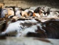 Cinq cas de fièvre catarrhale ovine recensés en Aveyron