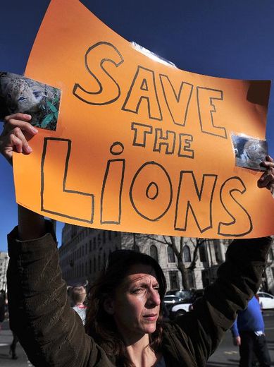 Protestataire contre la "chasse en conserve" des lions d'élevage, le 15 mars 2014 à Londres