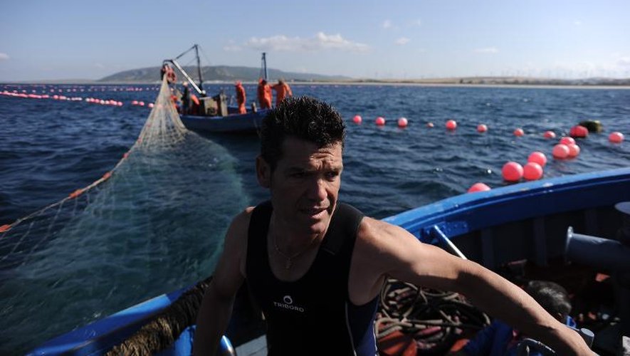 Un pêcheur s'apprête à hisser les thons capturés avec le système des madragues ou "almadrabas", le 21 mai 2015 à Barbate, dans le sud de l'Espagne