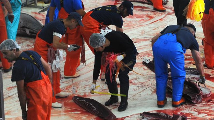 Un acheteur japonais fait ses emplettes après la capture de thons rouges le 21 mai 2015 à Barbate, dans le sud de l'Espagne