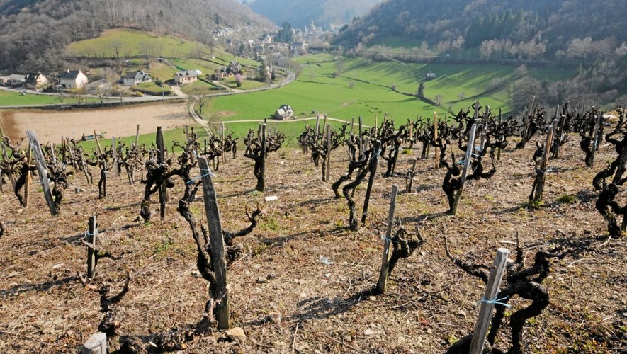 Neuf hectares de vignes supplémentaires vont être plantés entre Estaing et Entraygues.