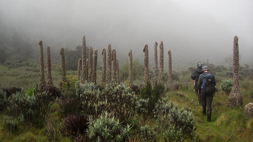 Au pied de la chaîne du Rwenzori en Ouganda, les vallées abritent une végétation digne de contes de fées, faite d'arbres tarabiscotés enveloppés dans des manteaux de lichen vert fluorescent ou de bruyères hautes de cinq mètres.