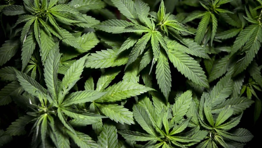 Cannabis: le débat sur une légalisation relancé
