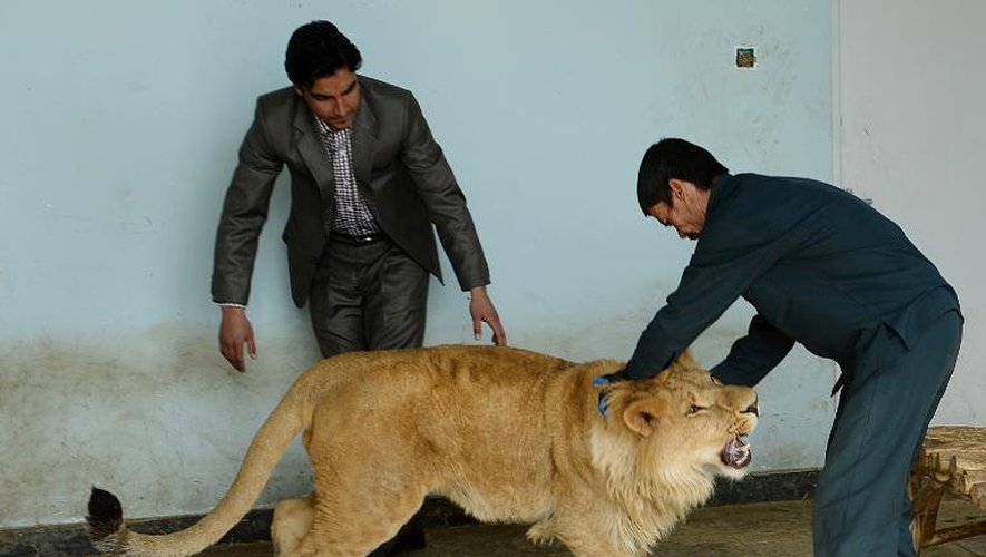 Un gardien du zoo de Kaboul, Qurban Ali (d), joue avec le lion Marjan, le 18 mars 2014
