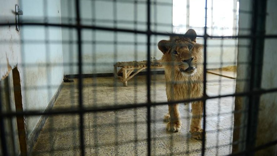 Le lion Marjan regarde à travers le grillage de sa cage du zoo de Kaboul, le 18 mars 2014