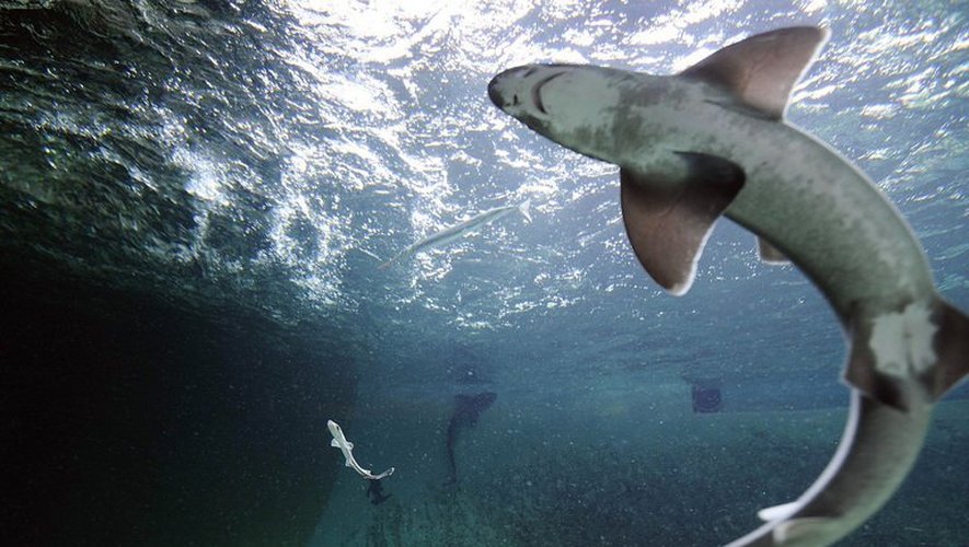 Une photo prise le 5 avril 2013 montre un requin à l'aquarium de Talmont-Saint-Hilaire en Vendée