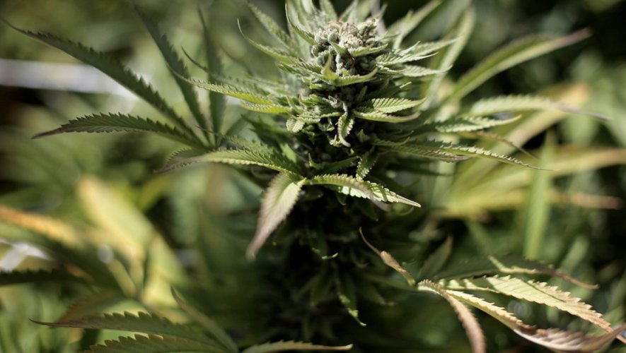 La production d’herbe de cannabis s’est intensifiée ces dernières années sur le continent.