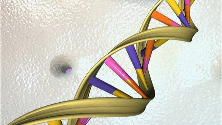 L'ellispe représentant la forme de l'ADN