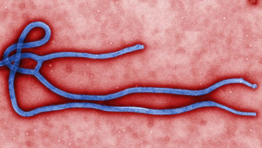 Après la Guinée, des cas suspects du virus Ebola détectés au Liberia