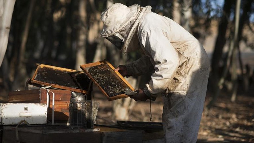 Un apiculteur inspecte un nid  d'abeilles suspecté d'être atteint par le germe de la loque américaine, le 18 mai 2015 près de Durban