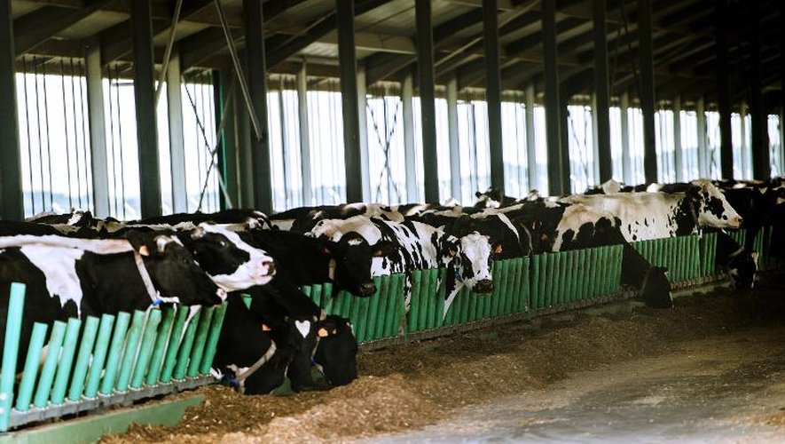 Partie du cheptel de la ferme dite des 1.000 vaches de Ducrat, dans la Somme,  le 30 mai 2015