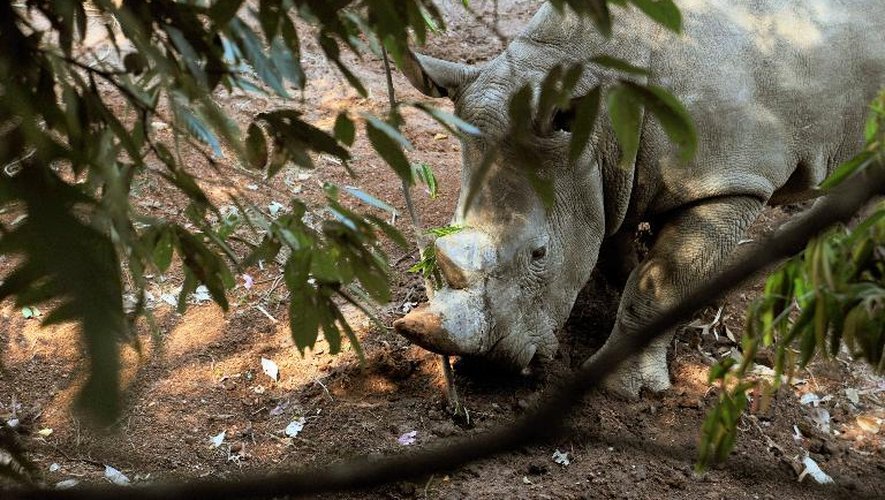Un rhinocéros africain dans son nouvel enclos dans le parc  national de la forêt de Pu'er, dans le Yunnan, au sud-ouest de la Chine