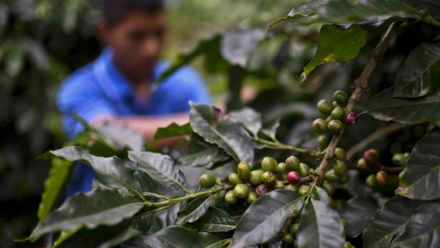 Un ancien enfant-soldat de l'ethnie Nasa participe à la cueillette du café dans la région de Tacueyo, en Colombie, en mars 2016