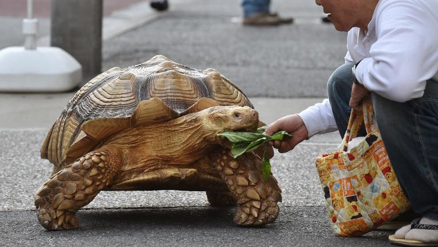 Bon-Chan, une tortue mâle de 19 ans, mange de la laitue que lui donne son maître Hisao Mitani à Tokyo le 10 juin 2015