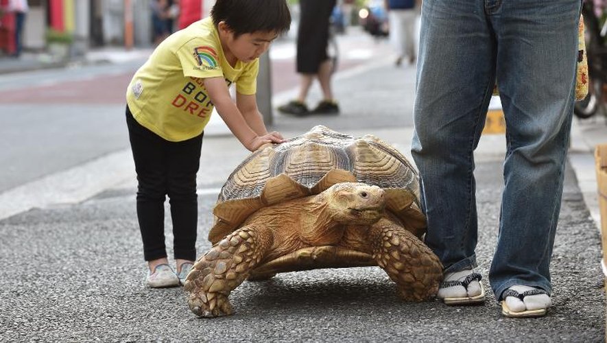 Bon-Chan, une tortue mâle de 19 ans, se fait caresser par un petit garçon dans la rue à Tokyo le 10 juin 2015