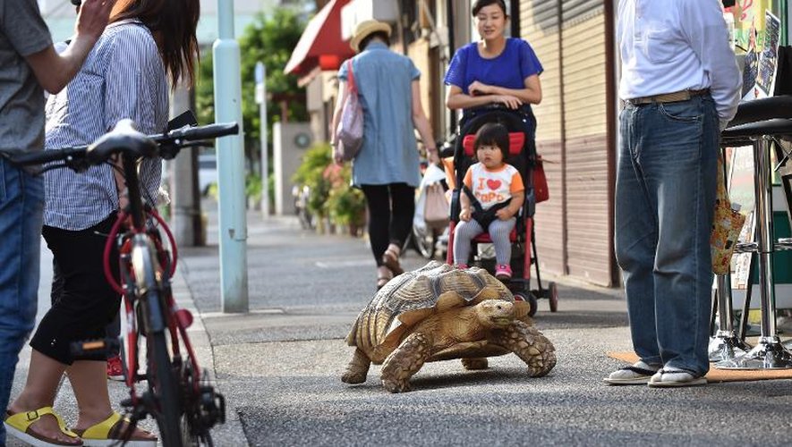 Bon-Chan, une tortue mâle de 19 ans, se promène dans Tokyo avec son maître Hisao Mitani le 10 juin 2015