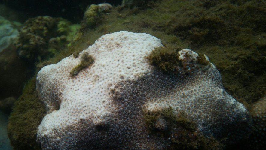 Photographie non datée, transmise par l'University of Technology de Sydney, montrant des coraux blanchis, dans la Baie de Sydney