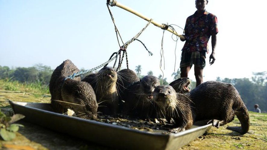 Des pêcheurs bangladais nourrissent leurs loutres à Narail le 11 mars 2014