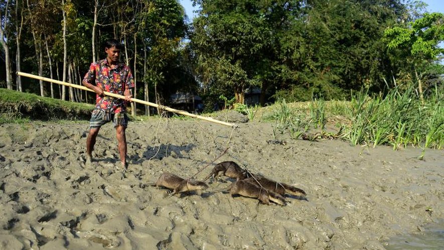 Un pêcheur bangladais tient ses loutres en laisse à Narail le 11 mars 2014