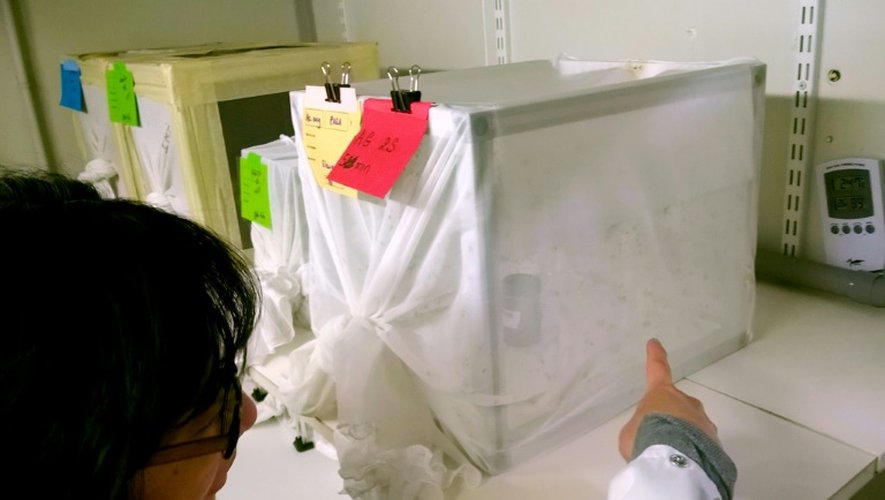 Anna-Bella Failloux, virologue à l'Institut Pasteur, montre un aquarium rempli de moustiques Aedes albopictus, potentiel vecteur du virus Zika, le 22 mars 2016 à Paris