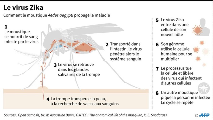 Phénomène de propagation du virus Zika par le moustique Aedes aegypti