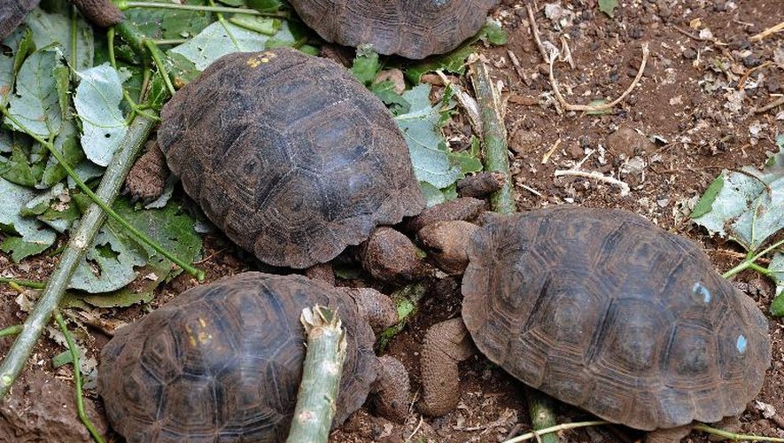 De jeunes tortues géantes nées en captivité dans le centre d'élevage des îles Galapagos, le 4 juin 2013