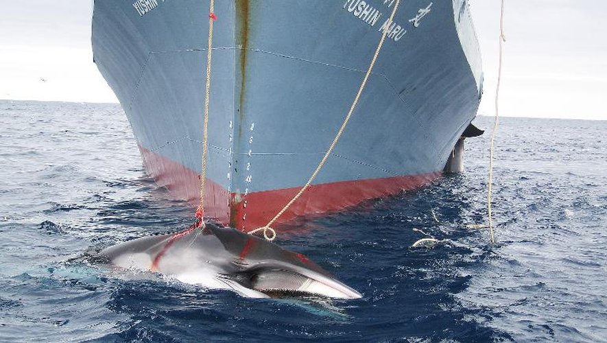 Photo d'archives publiée le 7 février 2008 prise par les douaniers australiens, montrant une baleine sur le point d'être hissée à bord d'un navire japonais dans l'Antartique