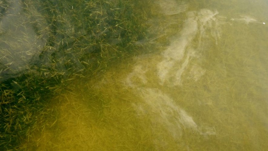 Des herbes vertes de mer saines dans la baie de Floride, aux Etats-Unis, le 13 avril 2016