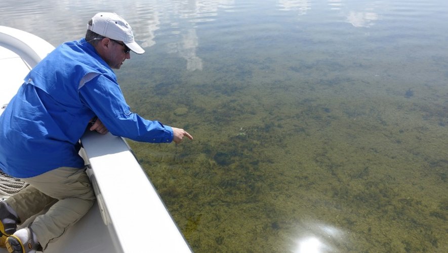 L'écologiste Steve Davis inspecte l'état des eaux de Whipray Basin dans la baie de Floride, aux Etats-Unis, le 13 avril 2016