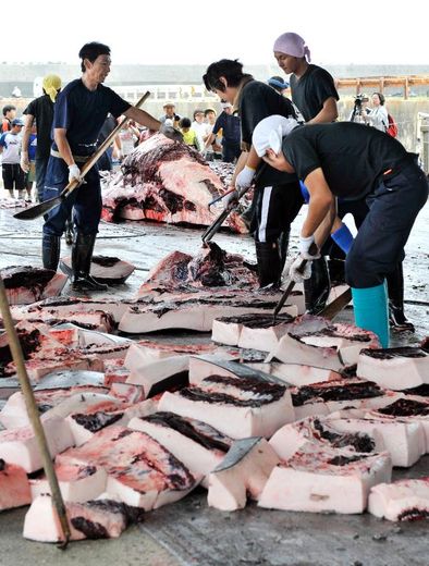 Des pêcheurs japonais découpent de la viande de baleine dans le port de Wada, à l'est de Tokyo, le 25 juin 2008