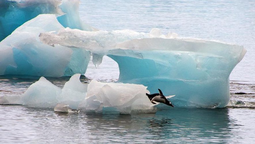 Plongeon de pingouin depuis un iceberg situé en face de la base brésilien du Comandante Ferraz dans l'Antarctique, le 10 mars 2014