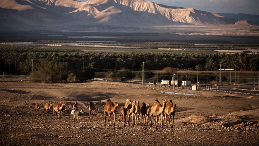 Un troupeau de chameaux dans la vallée du Jourdain, le 16 février 2014