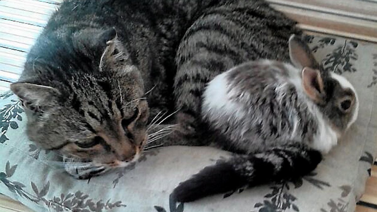 Batman L Un Des Doyens De La Planete Chat Est Mort A Decazeville Centrepresseaveyron Fr