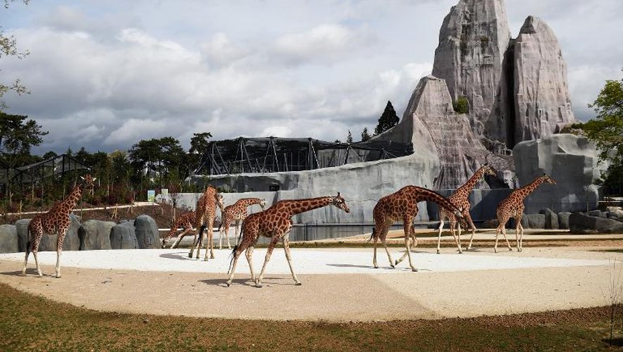 Des girafes marchent dans leur enclos au zoo de Vincennes à Paris le 8 avril 2014