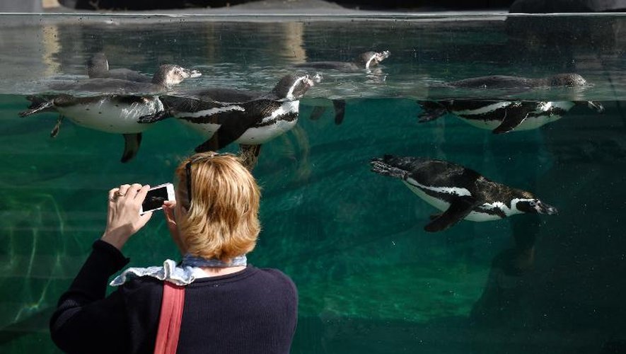 Une visiteuse prend une photo de pingouins au zoo de Vincennes à Paris le 8 avril 2014