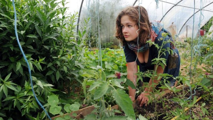 La volontaire américaine Sarah MacClellan travaille dans une ferme de Gourin, dans l'ouest de la France, le 21 juin 2013 dans le cadre d'une expérience de "wwoofing"